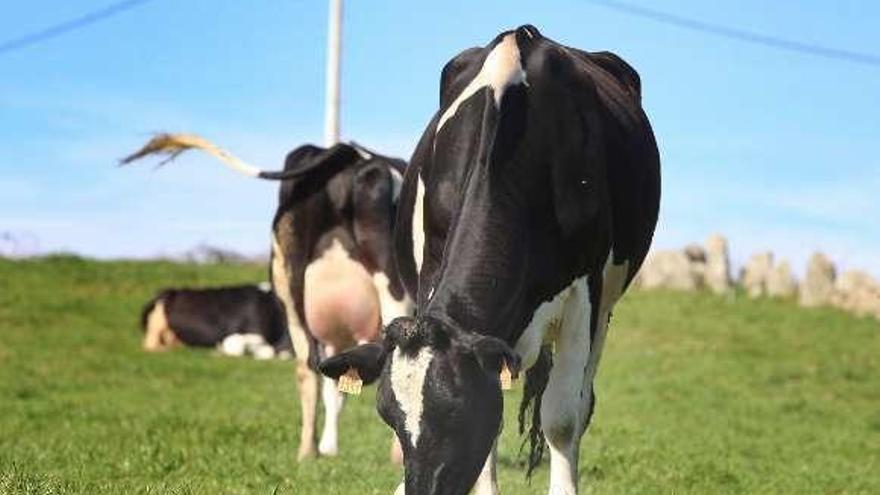 Vacas en una finca de Rodeiro. // Bernabé/Gutier