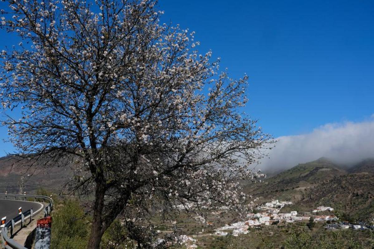 Almendros en flor