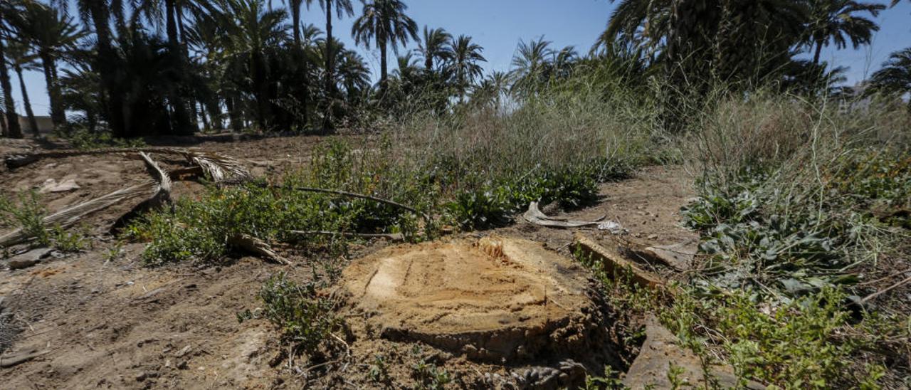 Freno a la plaga del picudo en las fincas de dueños sin recursos