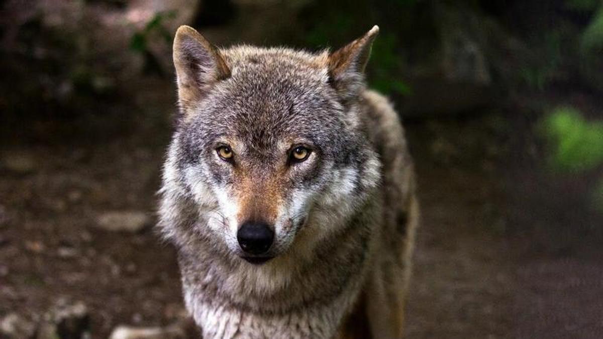 Un lobo en imagen de archivo.