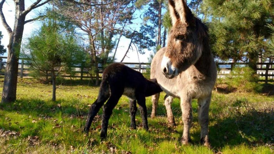 Nace el primer burro de la isla de A Toxa