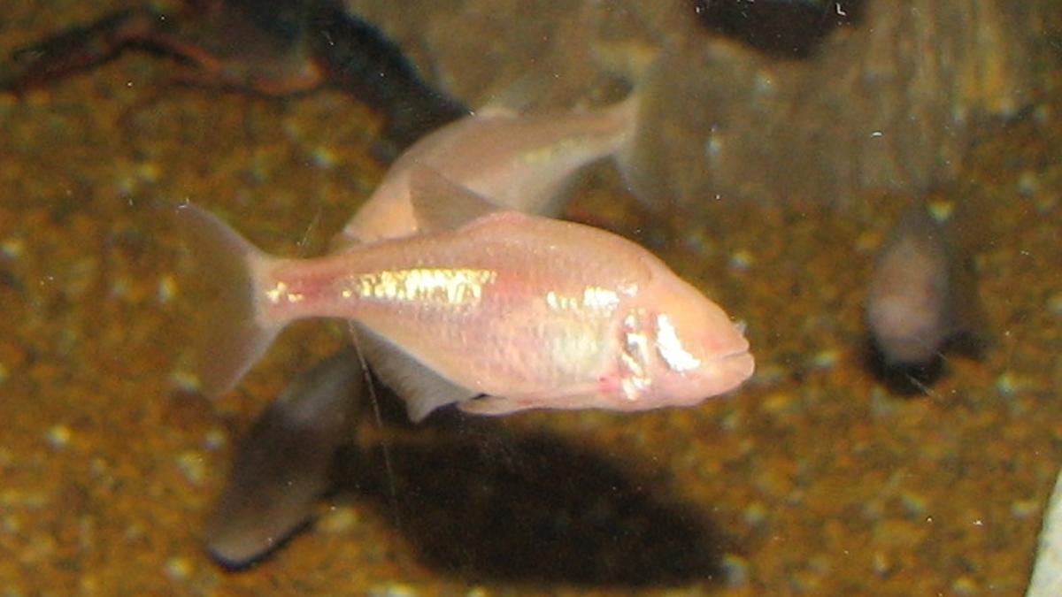 Tetra mexicano navegando en el Newport Aquarium de Kentucky.