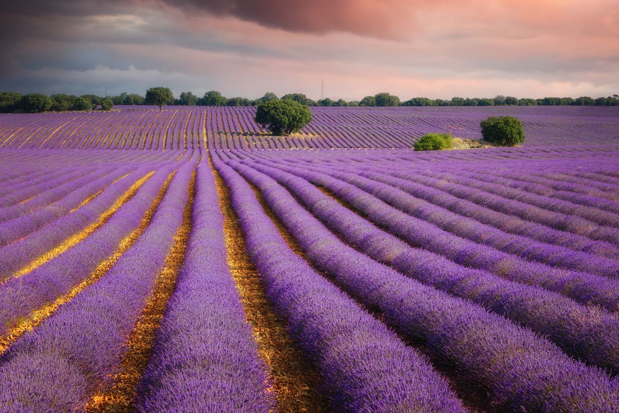 Todo se tiñe de morado en los campos de lavanda de Brihuega.