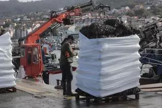 La toxina reaparece y cierra de golpe todas las bateas de Bueu y dos polígonos de Poio