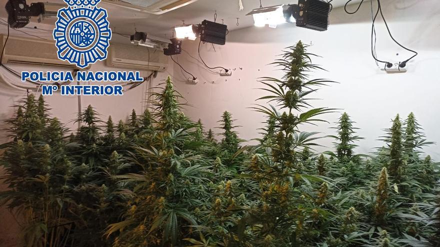 Desmantelan en Almassora una plantación con 40 kilos de marihuana