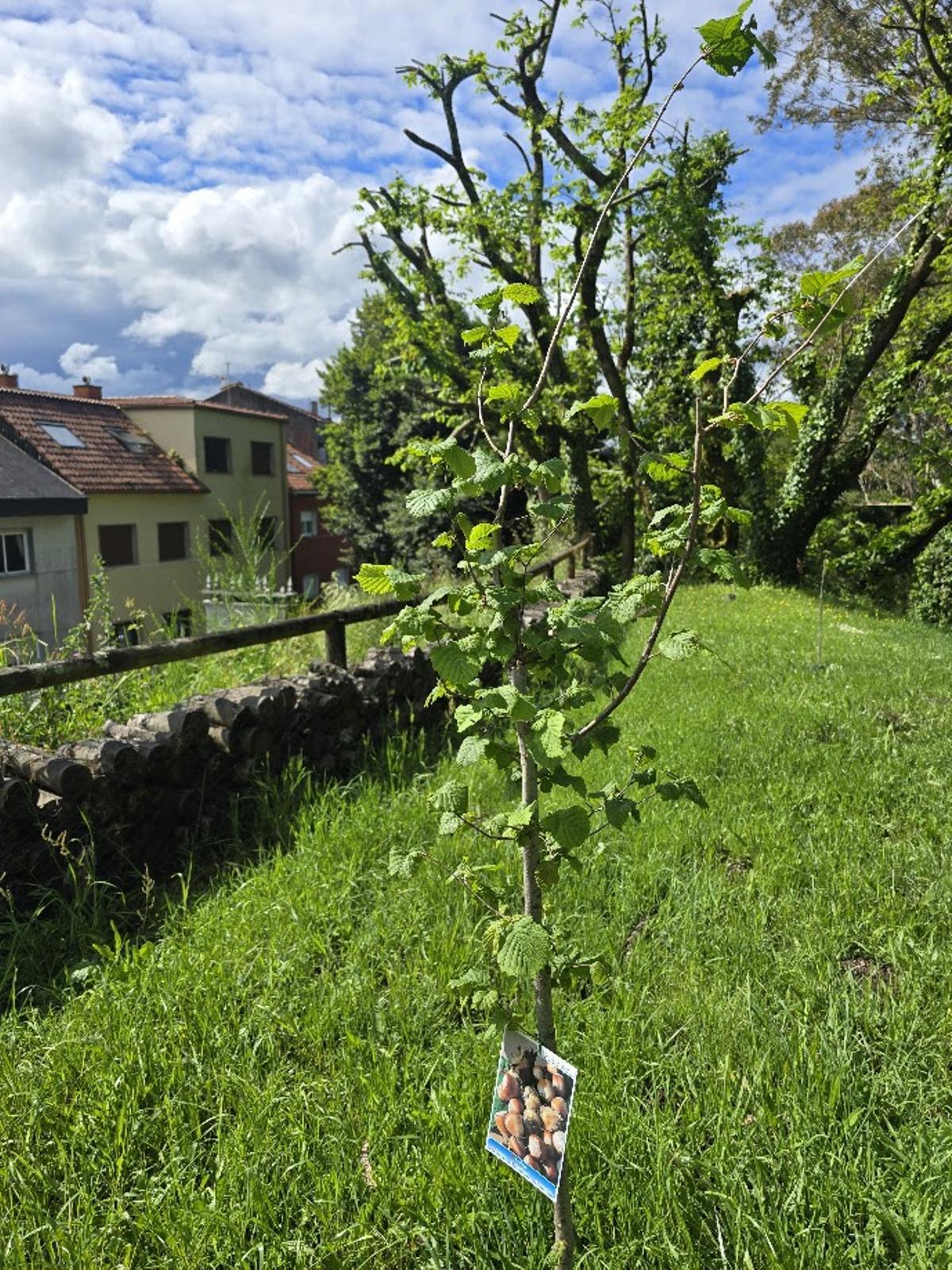 El Concello de Vilagarcía eliminó, como se informó puntualmente, los laureles de considerable porte que amenazaban con seguir cayendo sobre las propiedades existentes a lo largo de la calle de Vista Alegre. En esa zona en la que realizó la ambiciosa y demandada tala, justo al lado del parque Castro de Alobre, Ravella ordenó repoblar plantando especies como el avellano para formar una nueva barrera vegetal.