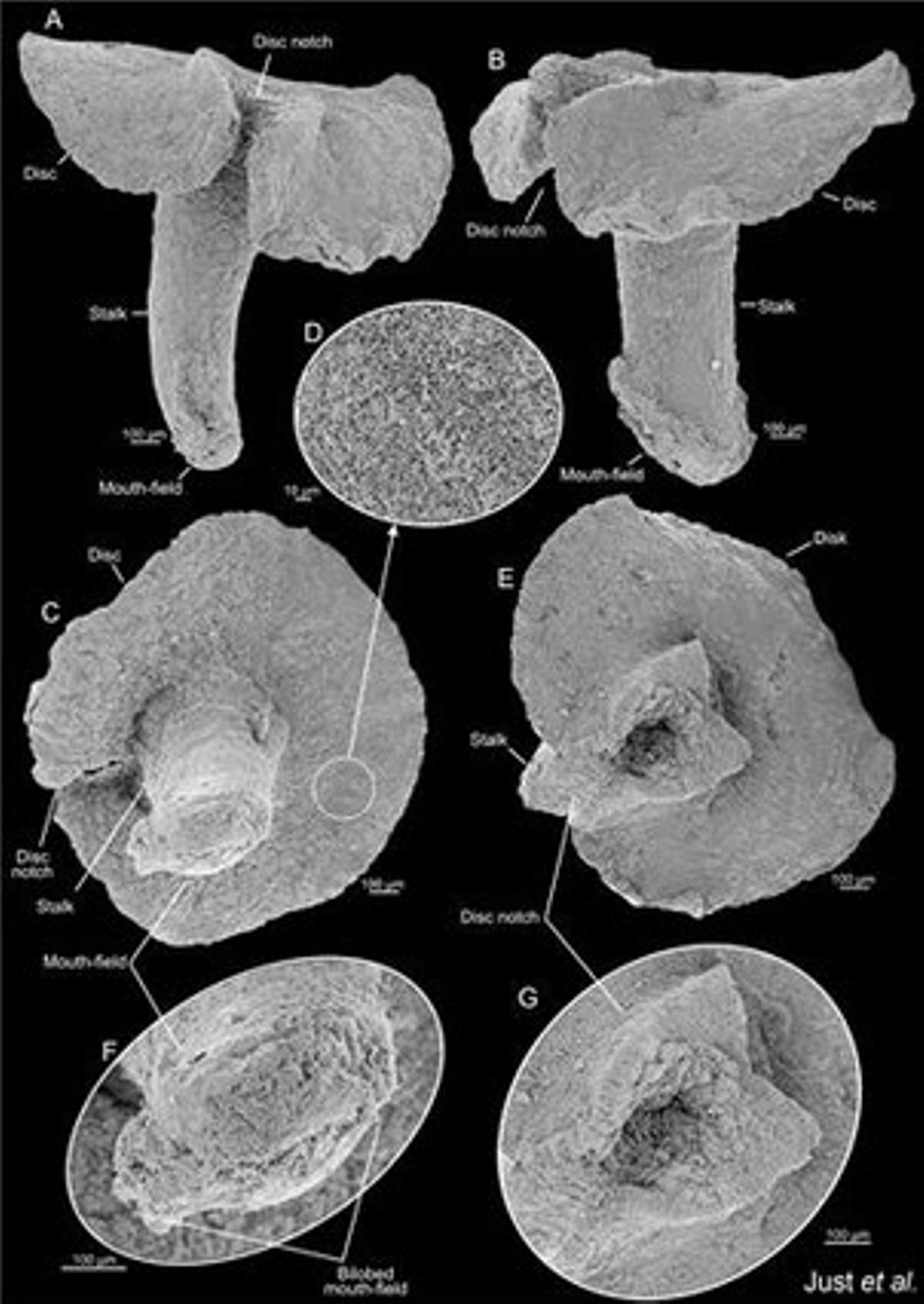 Aparentemente relacionados con las medusas y los corales, los ’Dendrogramma enigmaticas’ son pequeños animales parecidos a las setas, con una boca en el extremo del ‘tallo‘ y el otro extremo con la forma de un disco aplanado. Se encontraron en los fondos marinos de Point Hicks (Australia) a más de 1.000 metros de profundidad. Miden de 8 mm de largo y el disco superior apenas supera los 10 mm.