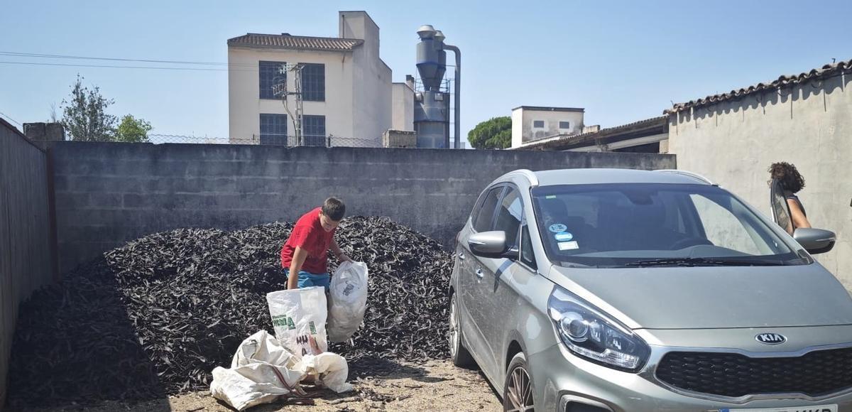 FOTOS | Arranca la campaña de la algarroba en Mallorca