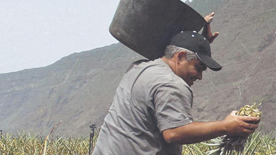 Agricultura ayuda a la producción de piña tropical con 750.000 euros