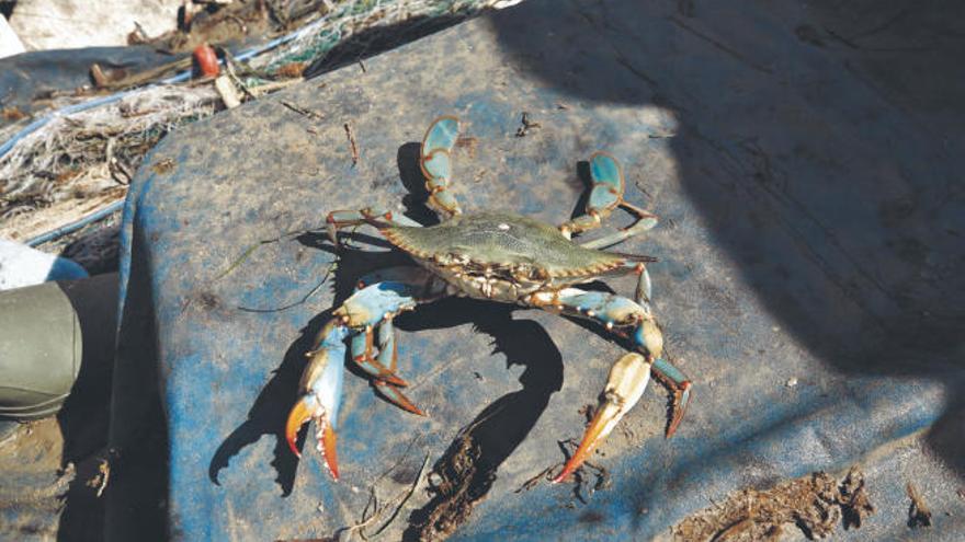 El cangrejo azul americano se propaga rápidamente por las costas mediterráneas.