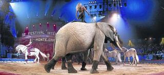 El Parlament, abierto a vetar solo los animales salvajes en el circo