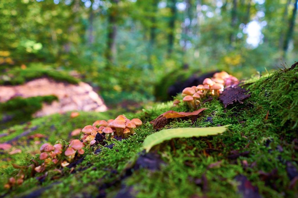 Setas en el bosque