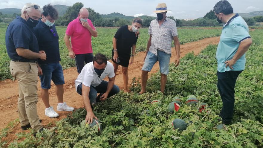 Colapso en las aseguradoras de Castellón tras la granizada más dañina en décadas