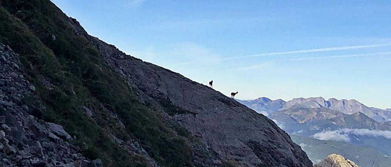 Dos rebecos, en los Picos de Europa. | M. R.