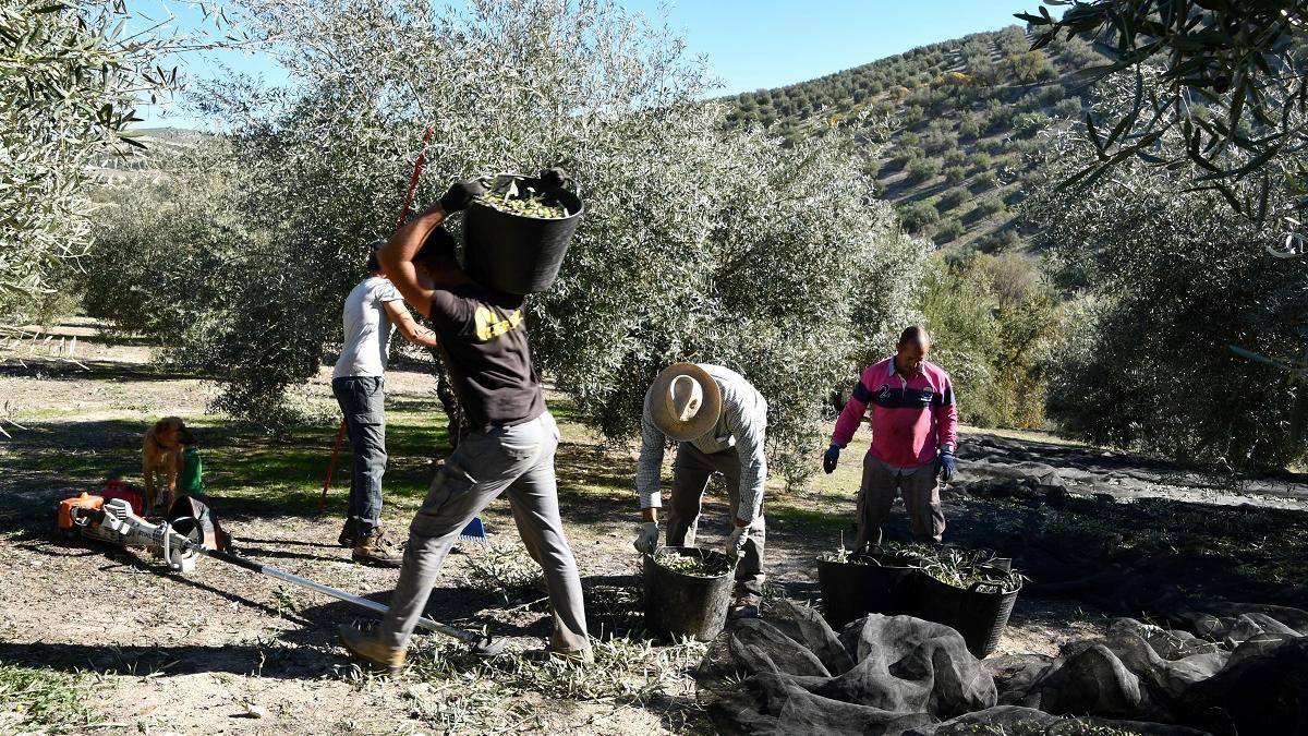 Recogida de la aceituna en una explotación de Baena.