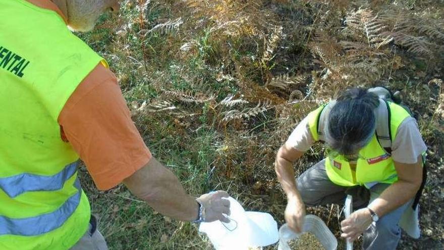 Voluntarios dejan pienso para las aves en montes de Matamá. // FdV