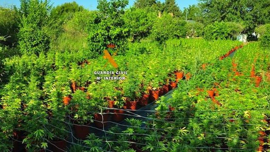 Cultivo de marihuana encontrado en Cártama