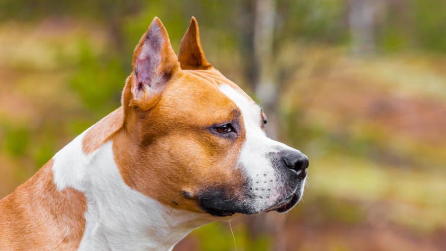 Un ejemplar de perro American Staffordshire Terrier, en una imagen de archivo.