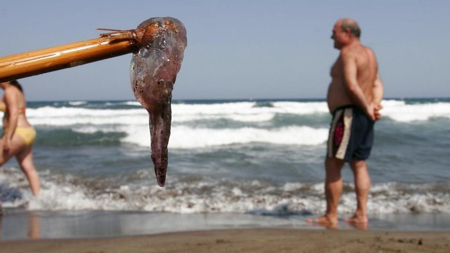 La especie que más se está viendo en la costa malagueña es la pelagia noctiluca.