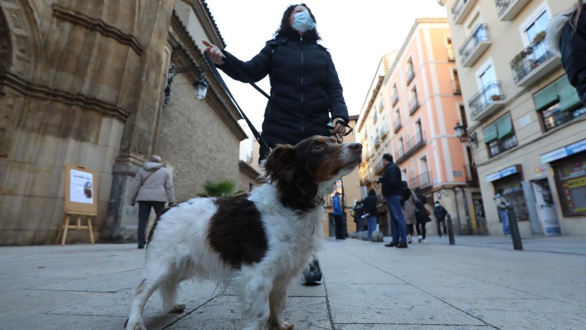 Perro paseando en Zaragoza.