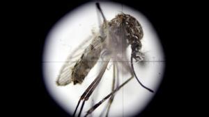 Imagen de un mosquito Aedes aegypti, transmisor del virus del Zika, visto a través de un microscopio en un laboratorio de Estados Unidos.