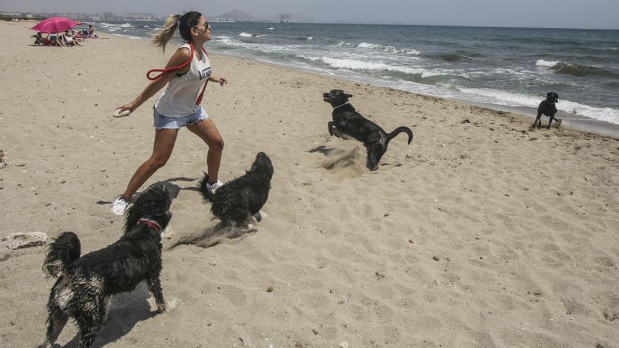 PACMA anuncia movilizaciones mañana en la playa de Agua Amarga para recuperar el arenal canino