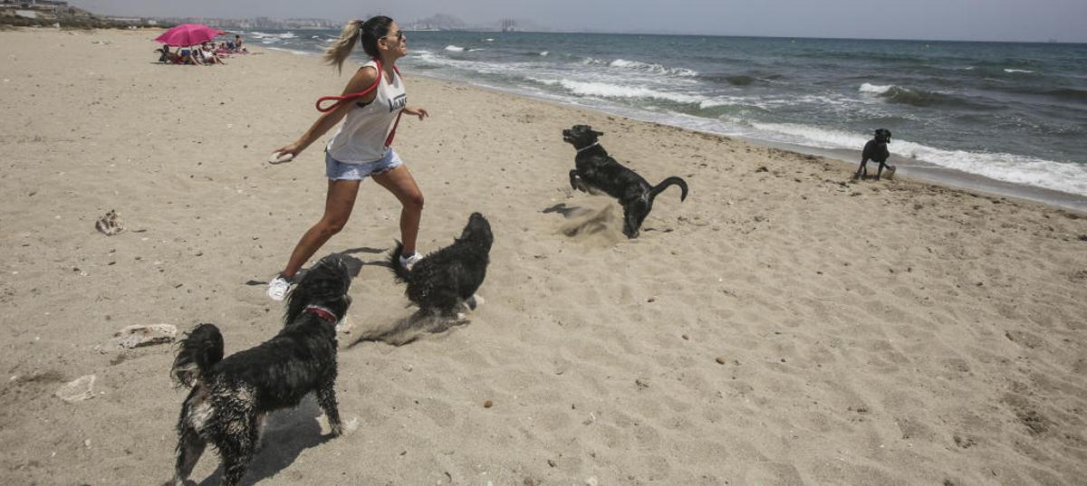 PACMA anuncia movilizaciones mañana en la playa de Agua Amarga para recuperar el arenal canino