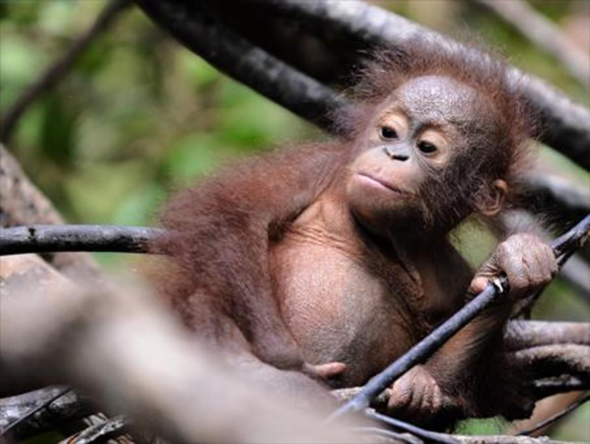 Una cría de orangután en estado salvaje