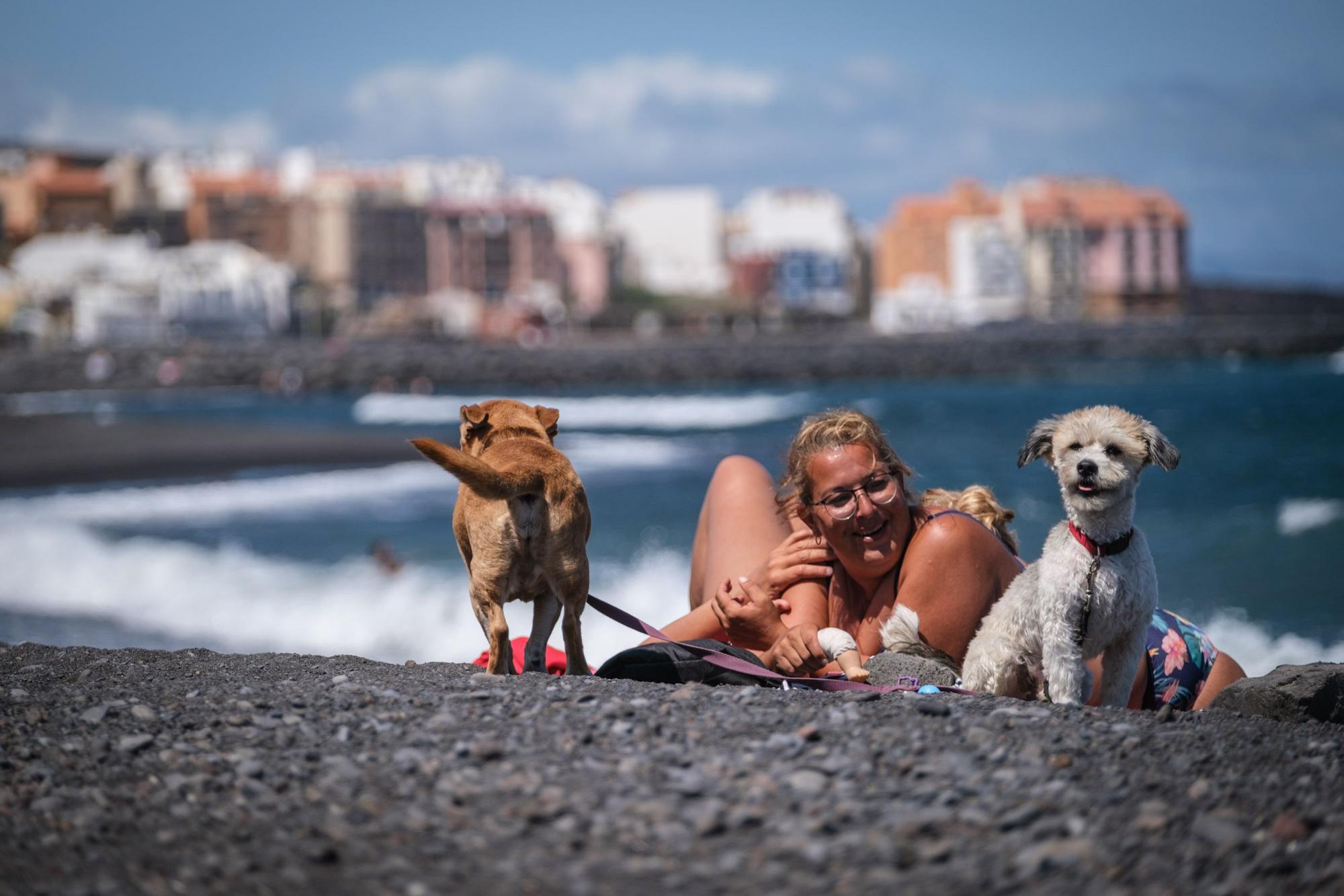 Playa del Puertito de Güímar, la única habilitada en la Isla junto a la de El Confital, en Granadilla, donde se permite el baño de perros