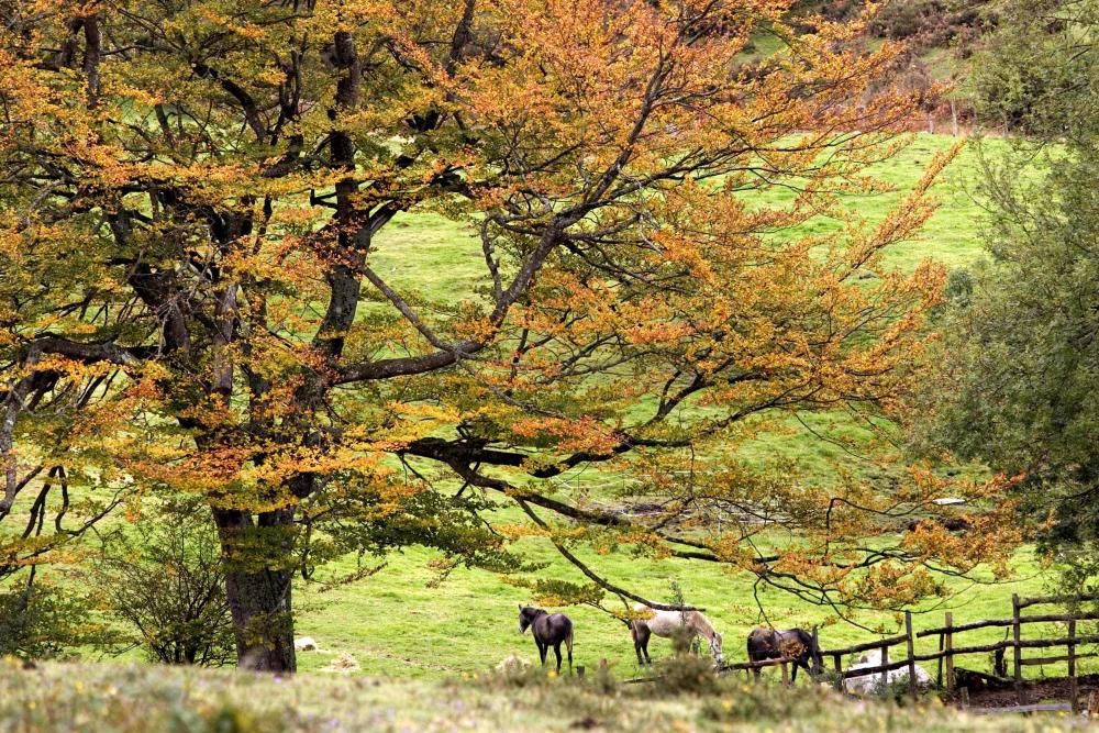 Otoño