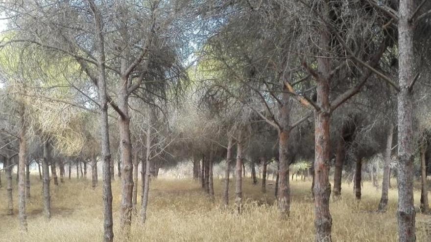 Ilicitanos por Elche y Cs denuncian el abandono de la pinada de La Marina