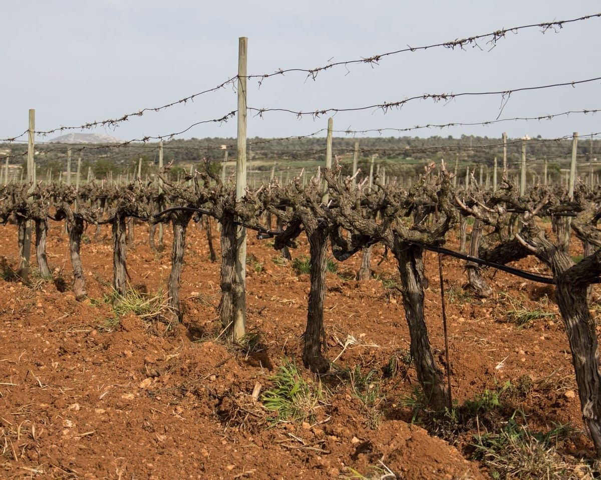 Can Coleto mantiene viva una tradición mallorquina mientras apuesta por un modelo de producción sostenible.