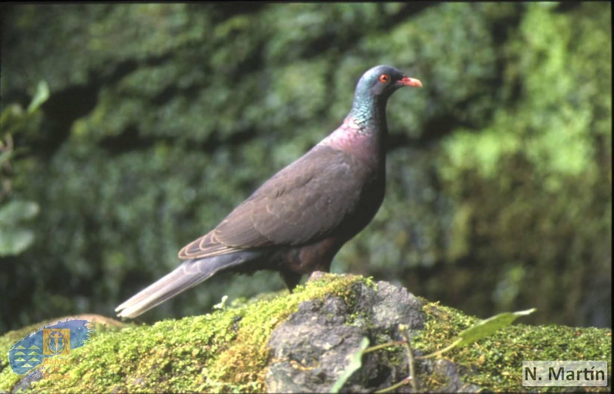 Paloma rabiche (Columba junoniae)