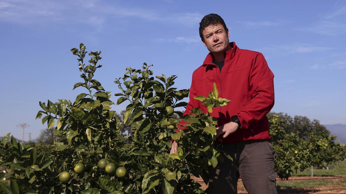 Radiografía de la campaña citrícola en Sagunt
