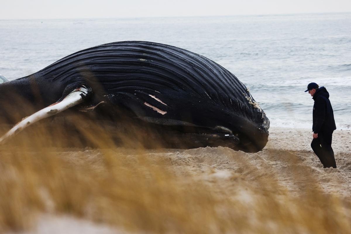 La ballena jorobada muerta en la playa de Lido Beach, Nueva York