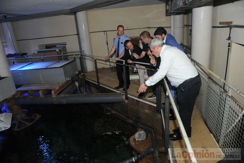 El acuario de la UMU albergará las especies emblemáticas del Mar Menor