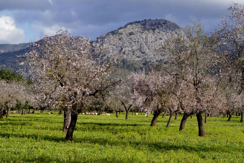 So schön blühen die Mandelbäume auf Mallorca