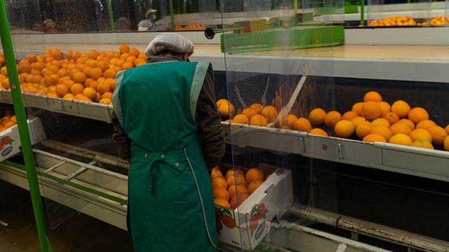 El consumo de naranjas de Castellón se dispara y las exportaciones suben un 37%