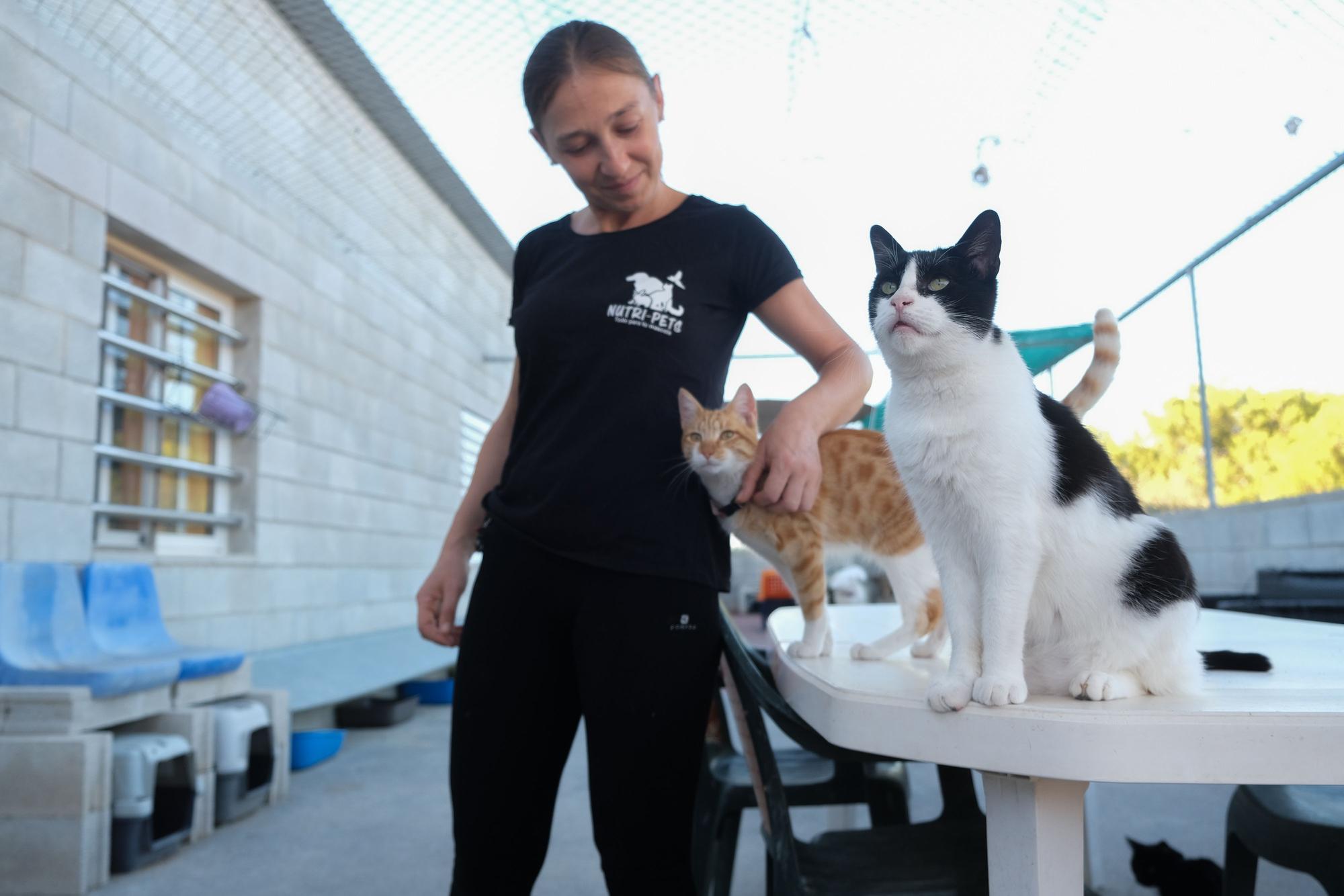 La Asociación Animalia de Guardamar trabaja en el control de colonias felinas en la localidad