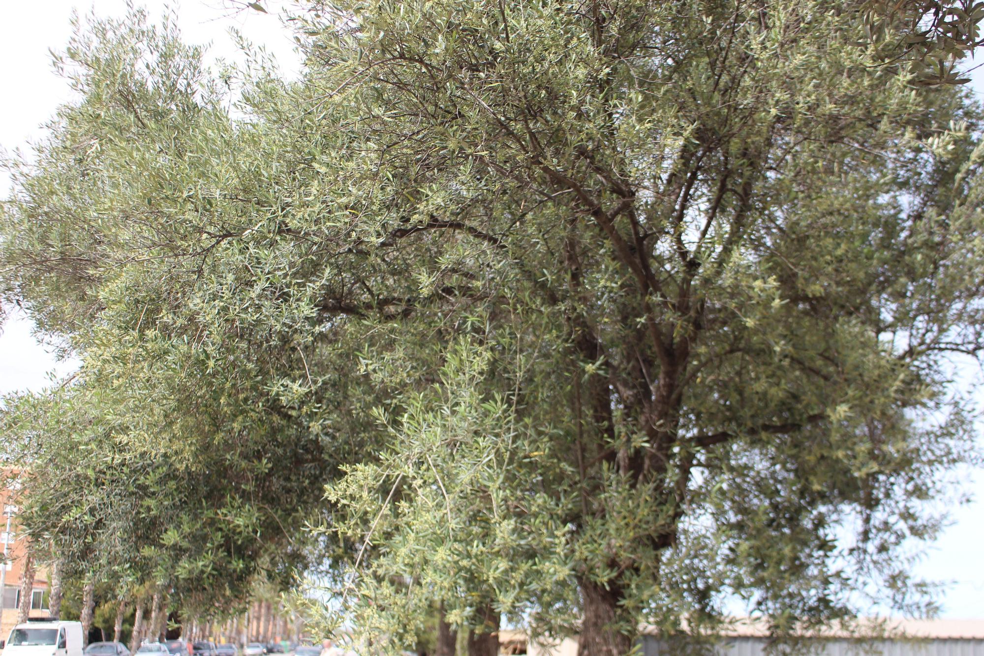 Los desbordados olivos de Castellar-Oliveral