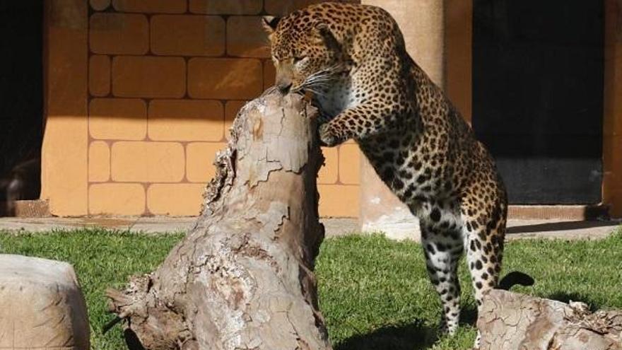 Portos, el leopardo de Sri Lanka que no amaba a sus &#039;mujeres&#039;, llega a Córdoba