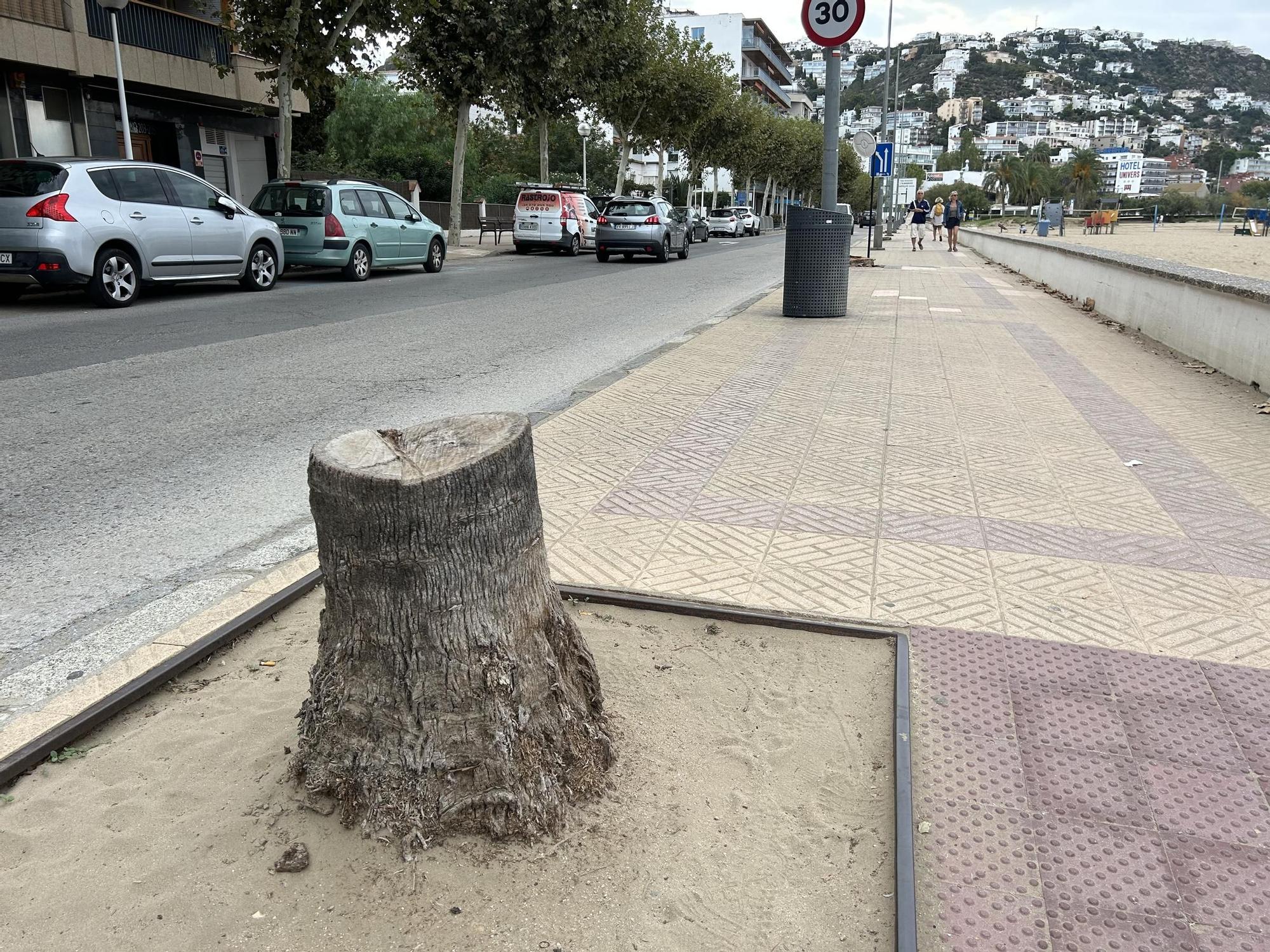 Comença la retirada de 15 palmeres "malmeses" a Roses