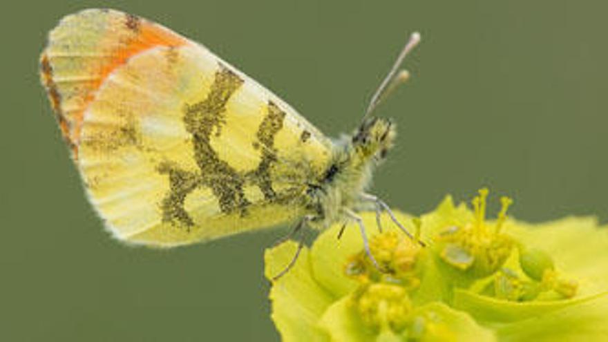 El ADN desnuda a las mariposas