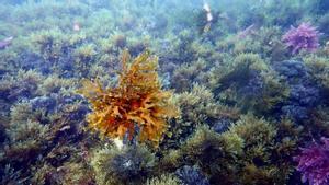 El vincle entre canvi climàtic i la pèrdua d’esponges marines