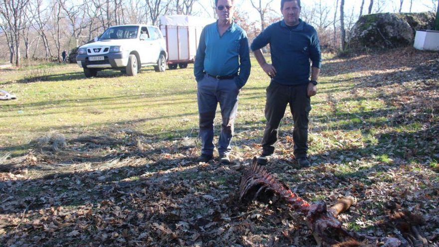 Ganaderías del Parque Natural del Lago de Sanabria, acosadas por el lobo