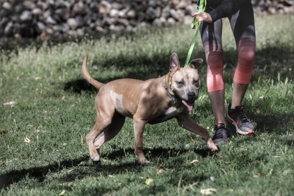 La asociación Peluditos de Son Reus ha celebrado el noveno desfile de perros en busca de adopción