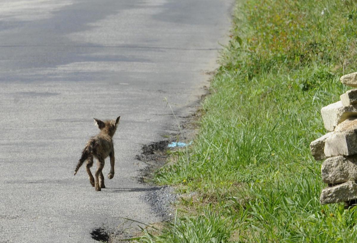 Imagen de archivo de un zorro en una pista de Lamela, en Silleda.