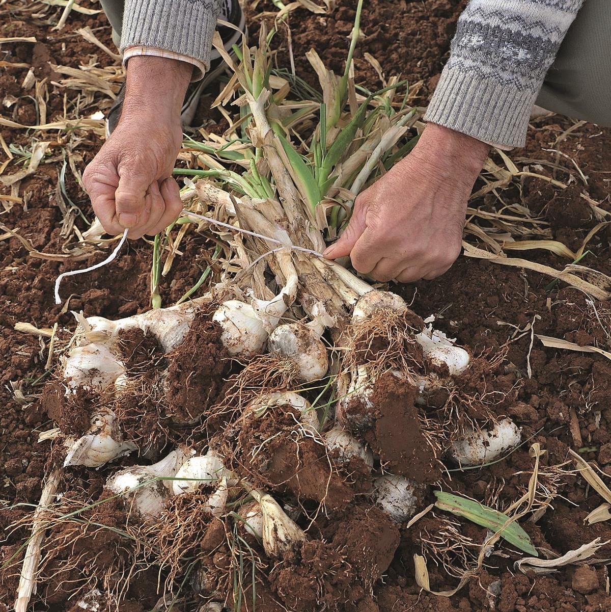 Un agricultor recoge un manojo de ajos de una plantación.