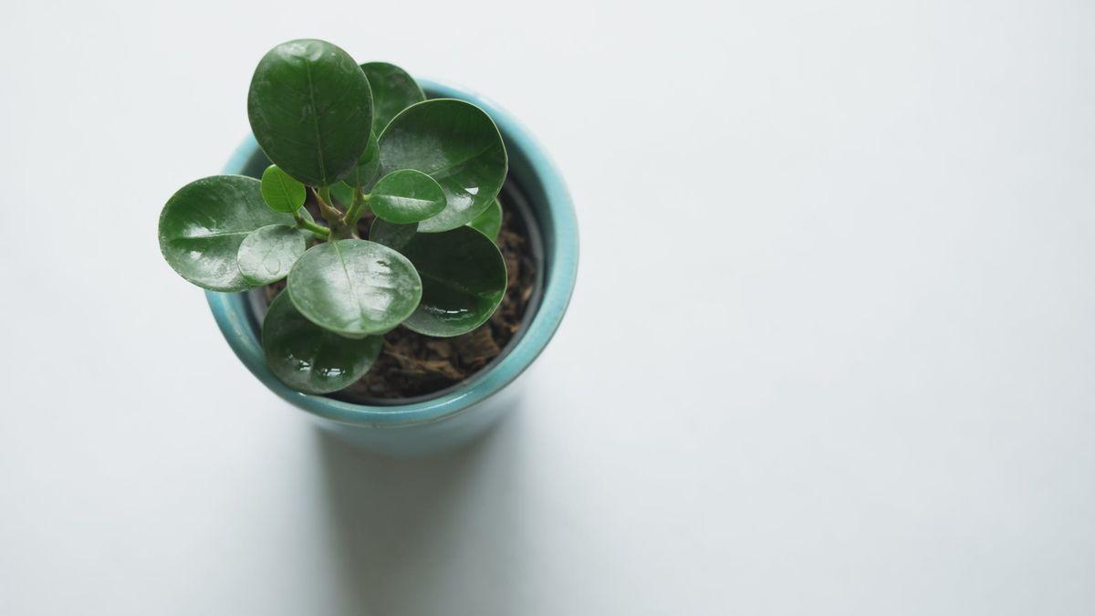 La planta que te ayudará a eliminar la humedad y el moho en un baño sin ventanas