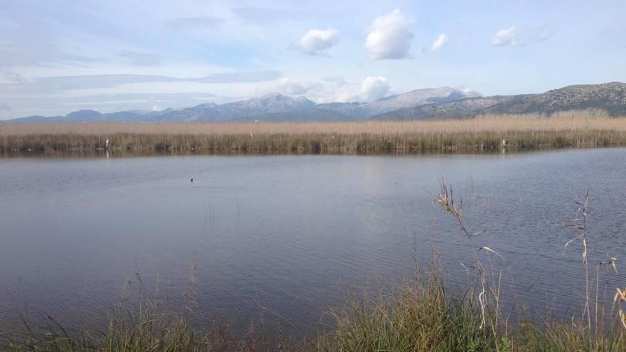 Imagen de s&#039;Albufera, una de las zonas ZEPA de Balears.